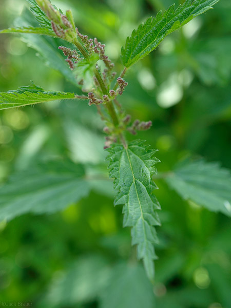 Thistle Thistle