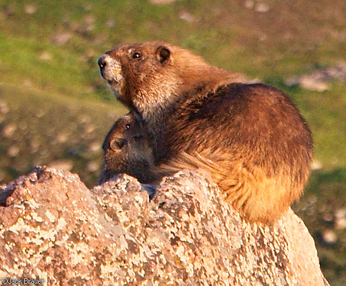 baby marmot