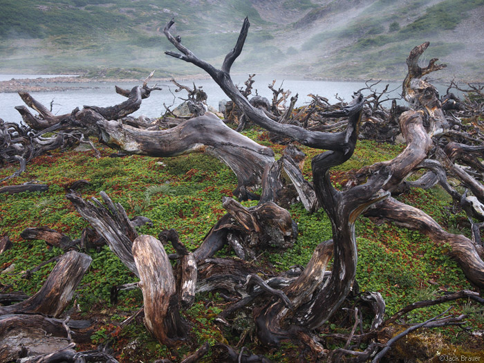 Beaver damage on Isla Navarino