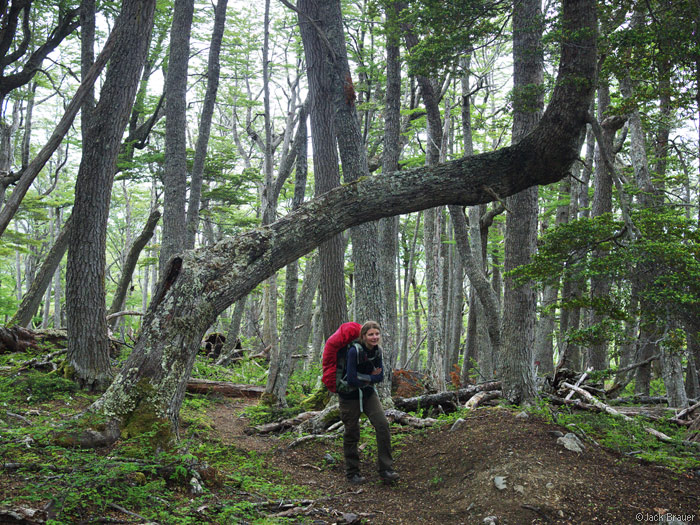 hiking through lenga forest, Chile