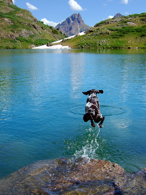 Dog jumps into lake