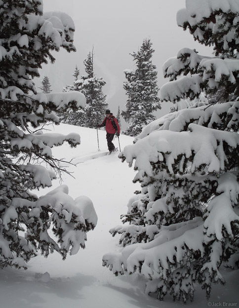 Skinning up through powdery trees