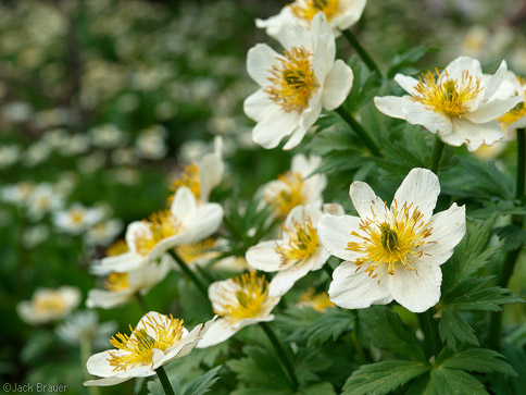 wildflowers