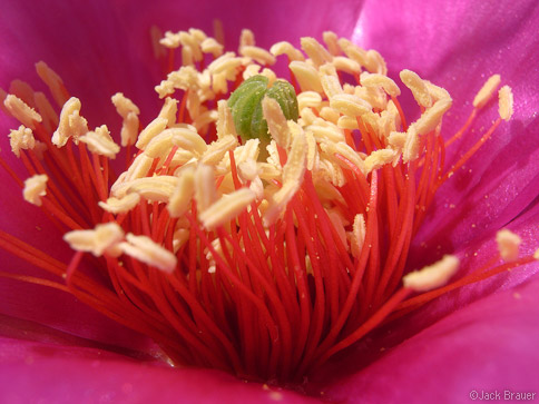 Prickly Pear flower
