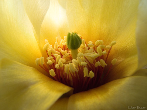 Prickly Pear flower