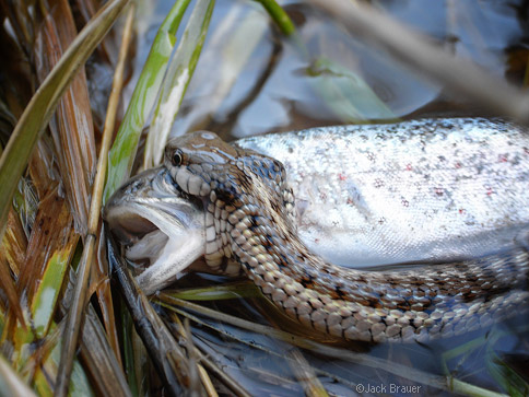 Snake catches a fish