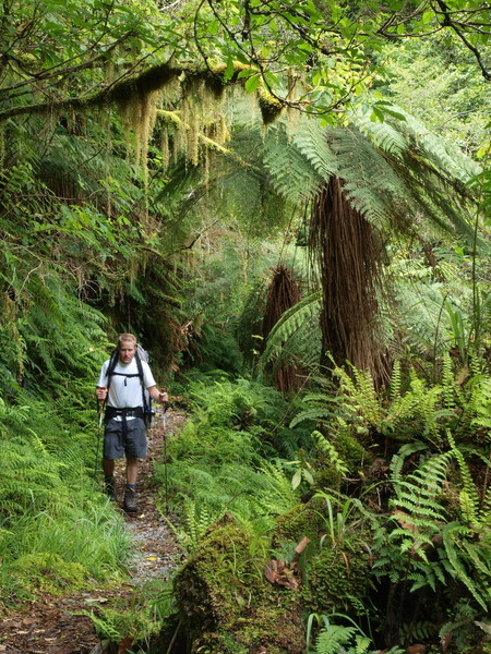 Copeland Track rainforest