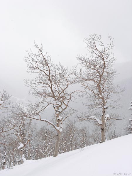 Aspen in a snow storm