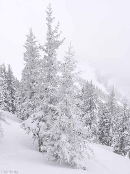 Snow smothered tree