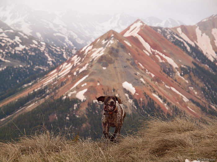 mountain dog