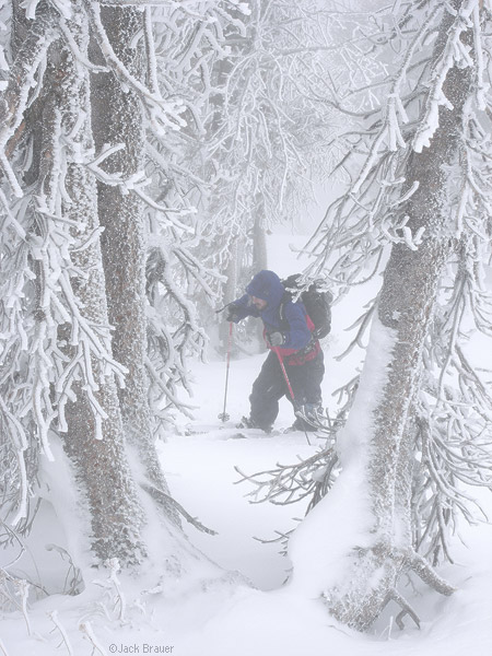 Splitboarding through frosted trees