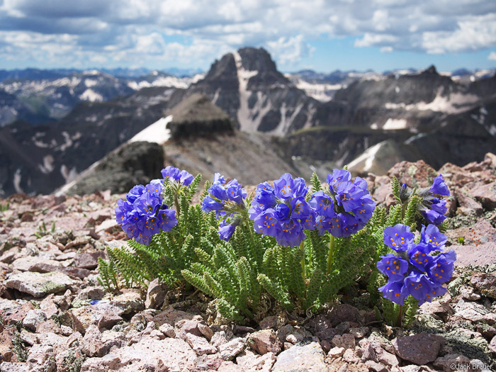 summit flowers