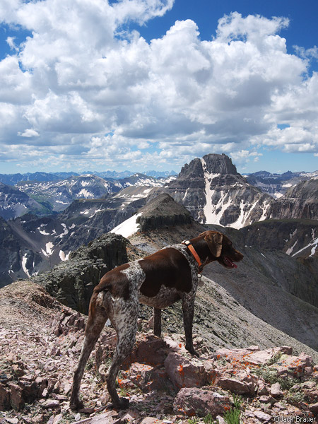 Dog on summit