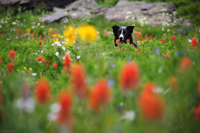 Dog in Wildflowers