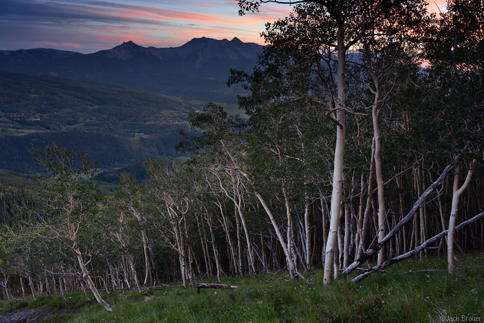 sunset and aspens