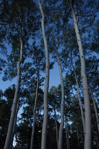 aspens after dark