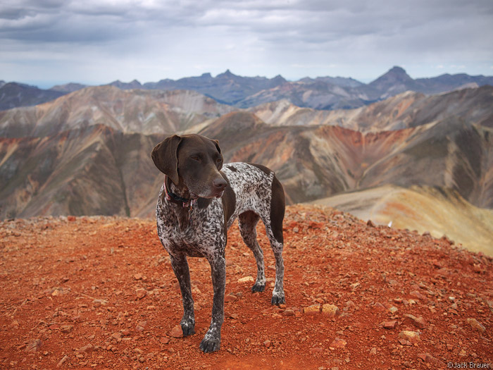 dog on summit