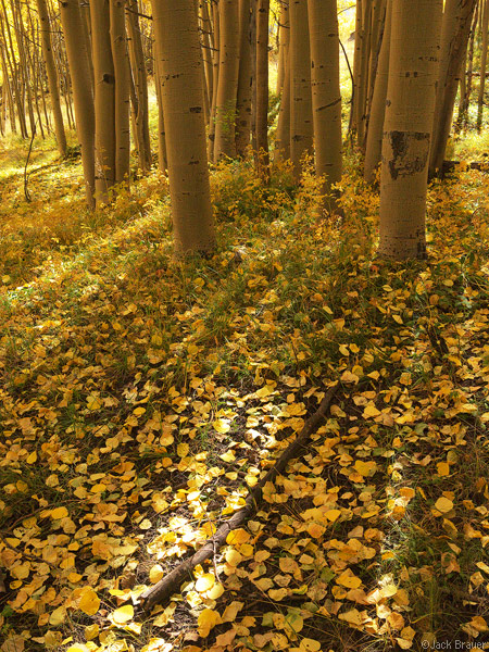 yellow aspen leaves