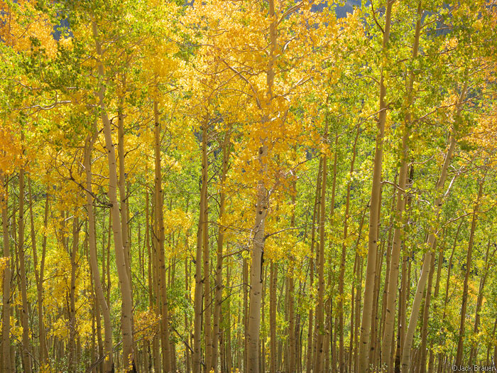 Yellow and green aspen trees
