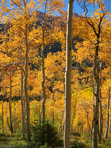 Orange aspens near Red Mountain Pass, Colorado