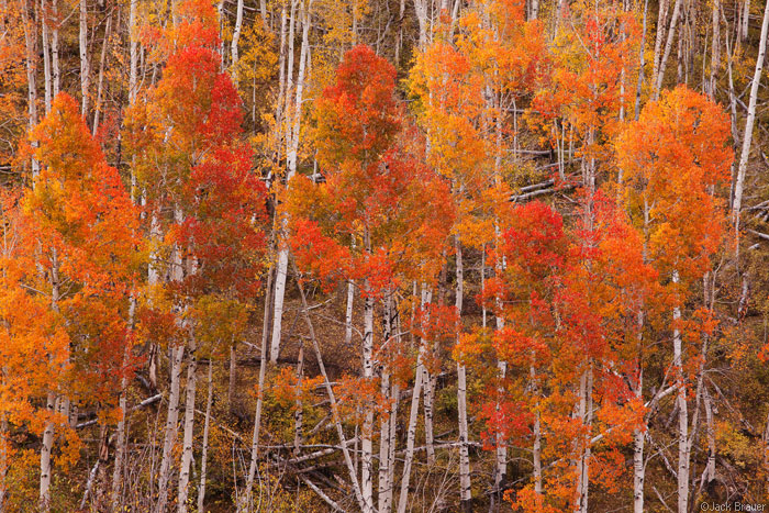 Dallas Divide aspens, Colorado