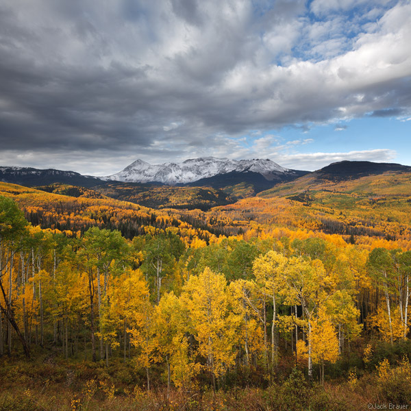 yellow aspens, Colorado