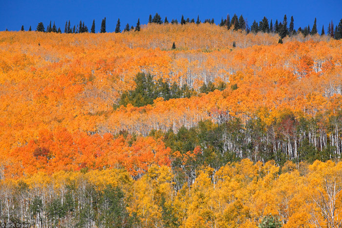 orange aspens on Grand Mesa, Colorado