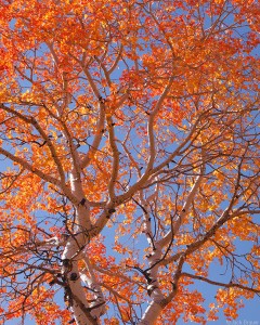 red aspen tree