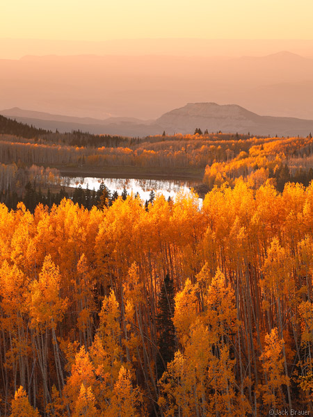 golden aspens on Grand Mesa, Colorado