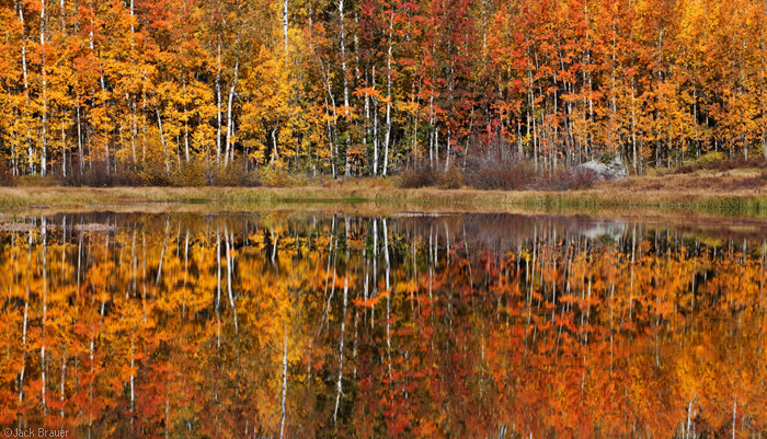 Colorful aspens reflected in a lake, Colorado