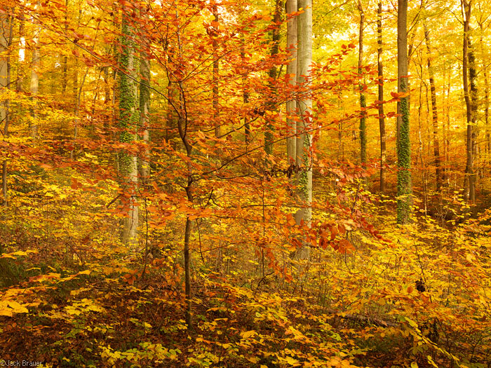 Autumn colors in Freiburg, Germany