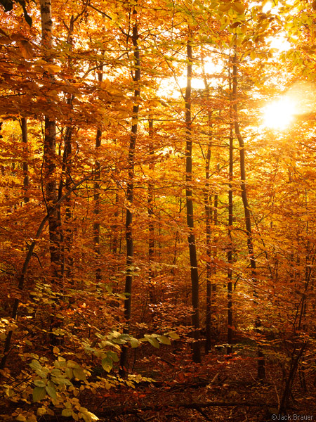 Autumn colors in Freiburg, Germany