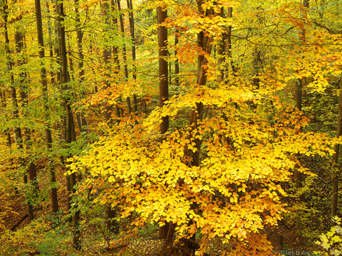 Autumn colors in Freiburg, Germany