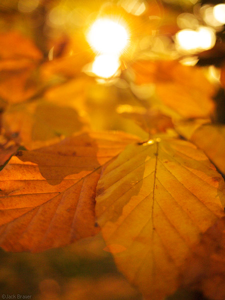 Autumn colors in Freiburg, Germany