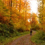 Autumn colors in Freiburg, Germany