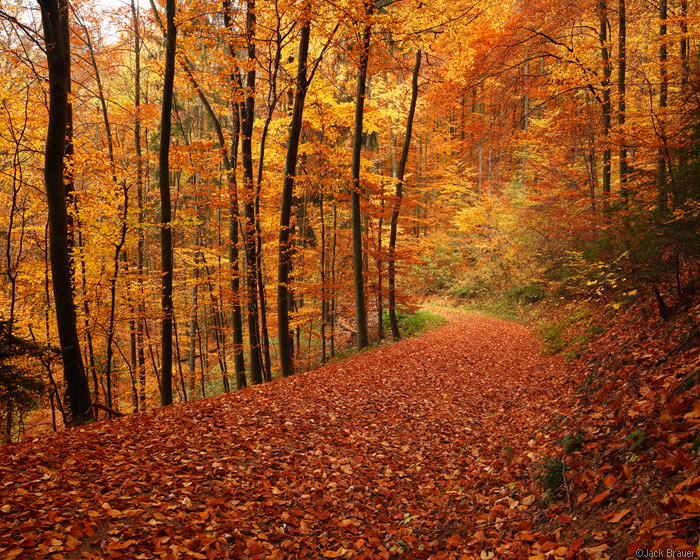 Autumn road in Freiburg, Germany