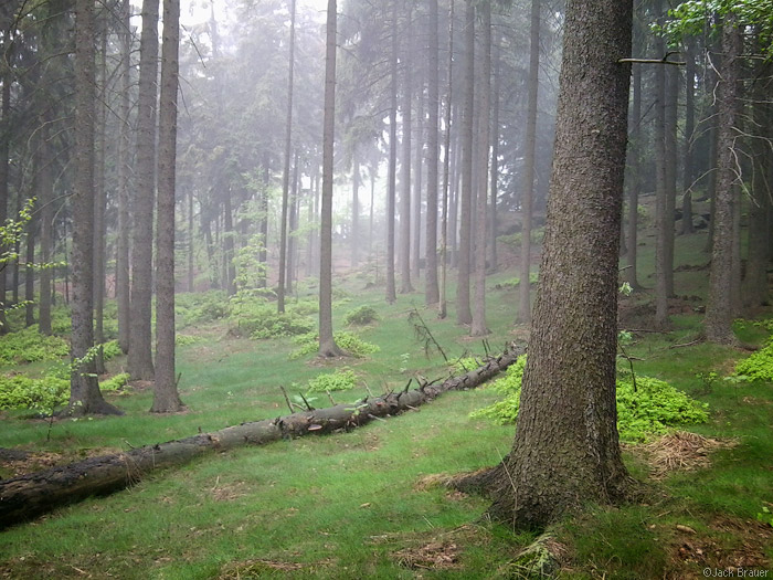 Foggy forest in Elbsandstein mountains, Germany