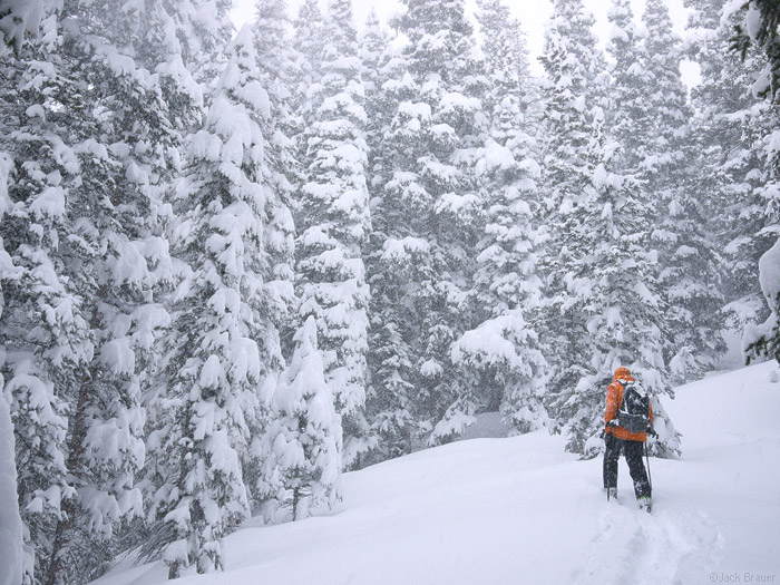 Skinning through snowy trees, Colorado