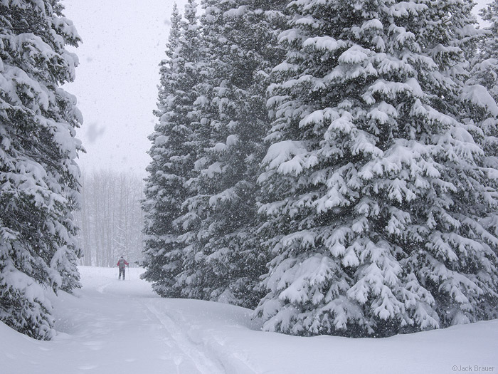 Snowy trees, Colorado