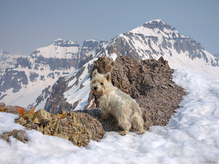 Dog on summit