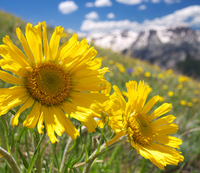 Wildflowers on Hayden Mountain, Colorado