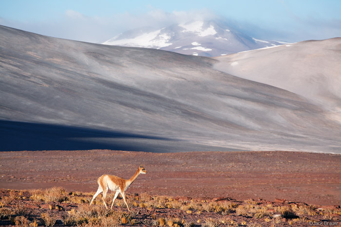 Vicuña at Salar de Aguas Calientes, northern Chile.