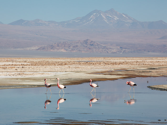 Flamingos at Lugana Chaxa, Los Flamencos National Reserve, Chile