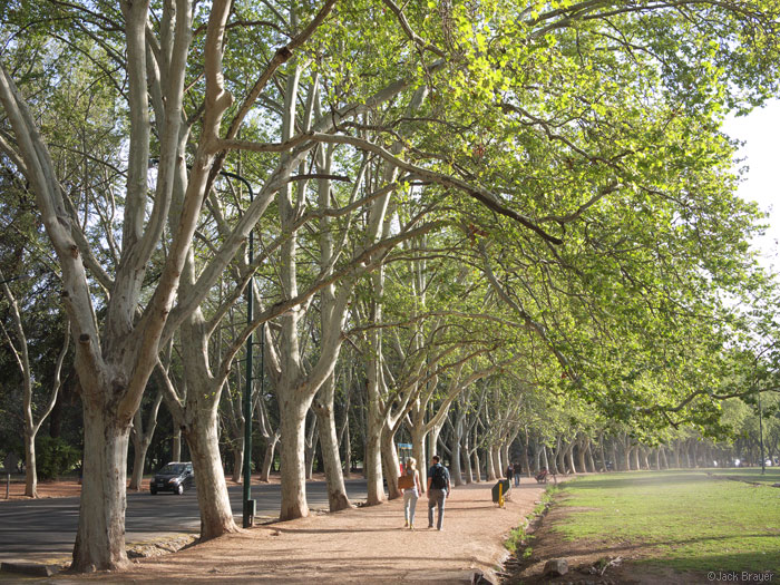 Trees in Mendoza, Argentina