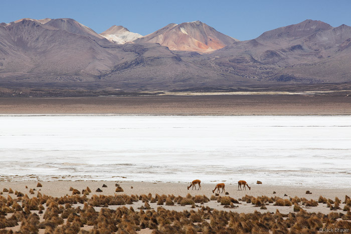 Vicuñas at Salar de Surire, Chile