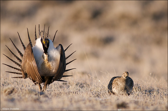 Greater Sage Grouse on Lek