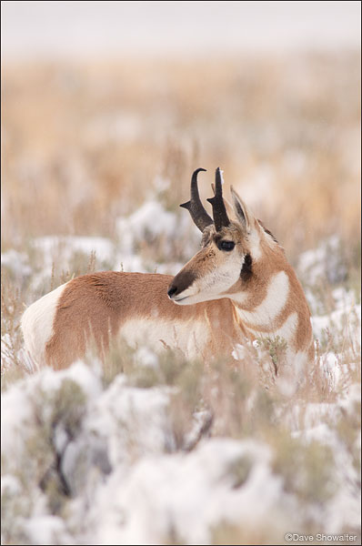 Pronghorn Buck in Snow