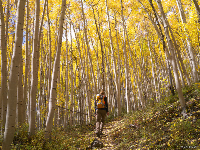 Hiking in the Aspens, Colorado