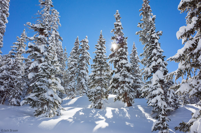 Snowy Trees, Colorado