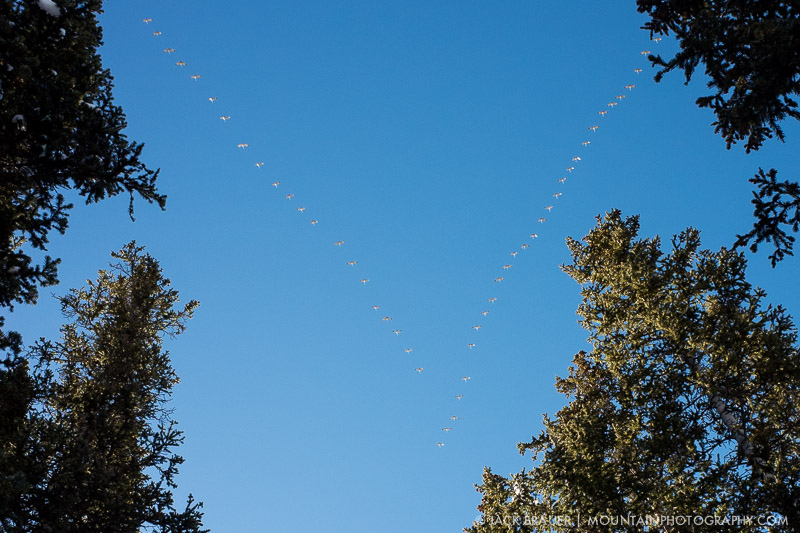 Sandhill Crane migration